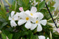 White Mandevilla Braided Tree - Live Plant in a 10 Inch Pot - Mandevilla spp. - Beautiful Flowering Easy Care Vine for The Patio and Garden