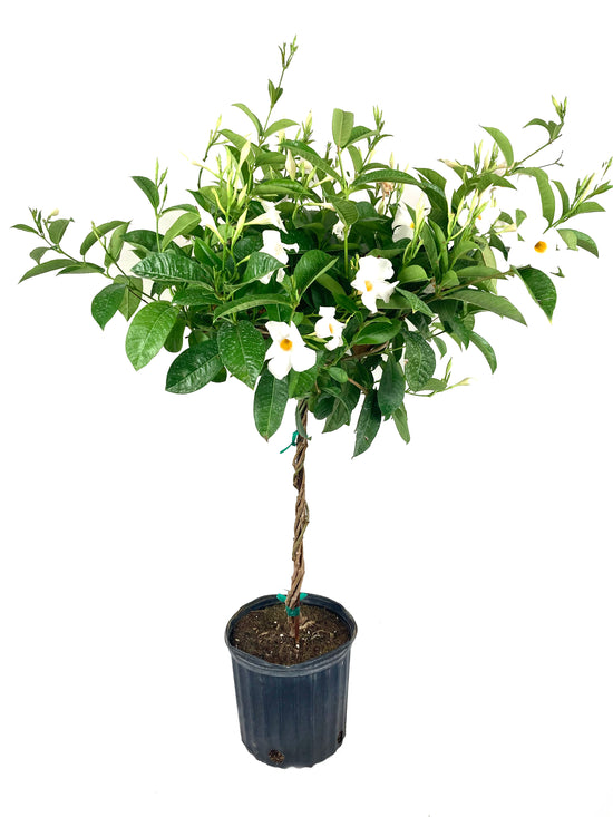 White Mandevilla Braided Tree - Live Plant in a 10 Inch Pot - Mandevilla spp. - Beautiful Flowering Easy Care Vine for The Patio and Garden