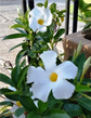 White Mandevilla Plant with Hoop - Live Plant in a 6 Inch Pot - Florist Quality Flowering Easy Care Vine for The Patio and Garden