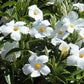 White Mandevilla Plant with Hoop - Live Plant in a 6 Inch Pot - Florist Quality Flowering Easy Care Vine for The Patio and Garden