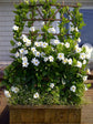 White Mandevilla Plant with Trellis - Live Plant in a 10 Inch Pot - Mandevilla spp. - Beautiful Flowering Easy Care Vine for The Patio and Garden