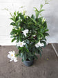 White Mandevilla Plant with Trellis - Live Plant in a 10 Inch Pot - Mandevilla spp. - Beautiful Flowering Easy Care Vine for The Patio and Garden