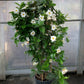 White Mandevilla Plant with Trellis - Live Plant in a 10 Inch Pot - Mandevilla spp. - Beautiful Flowering Easy Care Vine for The Patio and Garden