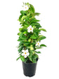 White Mandevilla Plant with Trellis - Live Plant in a 10 Inch Pot - Mandevilla spp. - Beautiful Flowering Easy Care Vine for The Patio and Garden