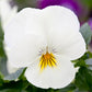 White Pansy - Live Plant in a 4 Inch Growers Pot - Finished Plants Ready for The Patio and Garden