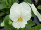 White Pansy - Live Plant in a 4 Inch Growers Pot - Finished Plants Ready for The Patio and Garden
