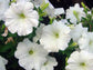 White Petunia - Live Plant in a 4 Inch Growers Pot - Finished Plants Ready for The Patio and Garden