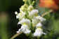 White Snapdragon Flowers - Live Plant in a 4 Inch Growers Pot - Antirrhinum Majus - Finished Plants Ready for The Patio and Garden