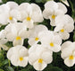 White Viola Flowers - Live Plant in a 4 Inch Growers Pot - Finished Plants Ready for The Patio and Garden