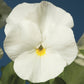 White Viola Flowers - Live Plant in a 4 Inch Growers Pot - Finished Plants Ready for The Patio and Garden