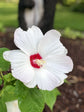 White and Red Flower Hibiscus Tree - Live Plant in a 3 Gallon Pot - Hibiscus Rosa Sinensis - Beautiful and Stunning Flowering Shrub from Florida