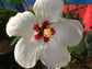 White and Red Flower Hibiscus Tree - Live Plant in a 3 Gallon Pot - Hibiscus Rosa Sinensis - Beautiful and Stunning Flowering Shrub from Florida