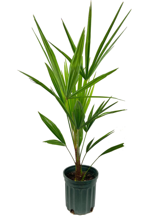 Windmill Palm - Live Plant in a 6 Inch Growers Pot - Trachycarpus Fortunei - Hardy Palm from Florida