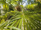 Windmill Palm - Live Plant in a 6 Inch Growers Pot - Trachycarpus Fortunei - Hardy Palm from Florida