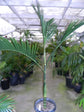 Woodsoniana Palm - Live Plant in a 10 Inch Growers Pot - Chamaedorea Woodsoniana &