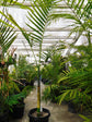 Woodsoniana Palm - Live Plant in a 10 Inch Growers Pot - Chamaedorea Woodsoniana &