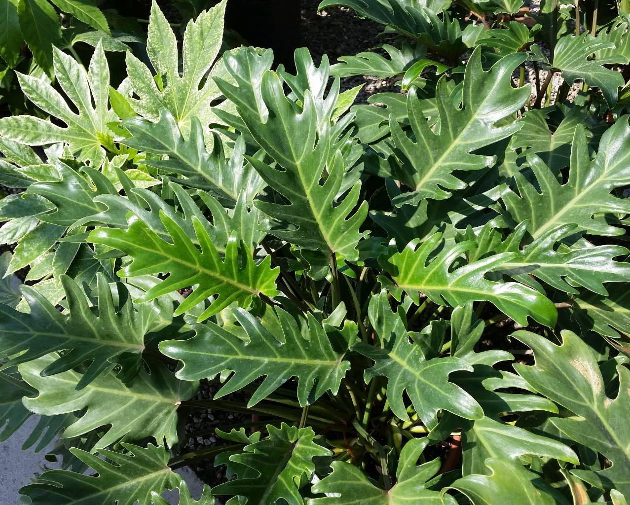 danadu cut leaf philodendron Xanadu Cut Leaf Philodendron - Live Plant in a 6 Inch Pot - Philodendron Danadu