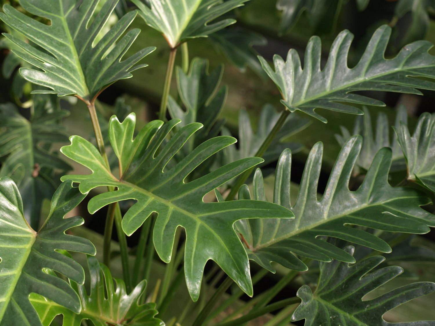 philodendron xanadu cutting Xanadu Cut Leaf Philodendron - Live Plant in a 6 Inch Pot