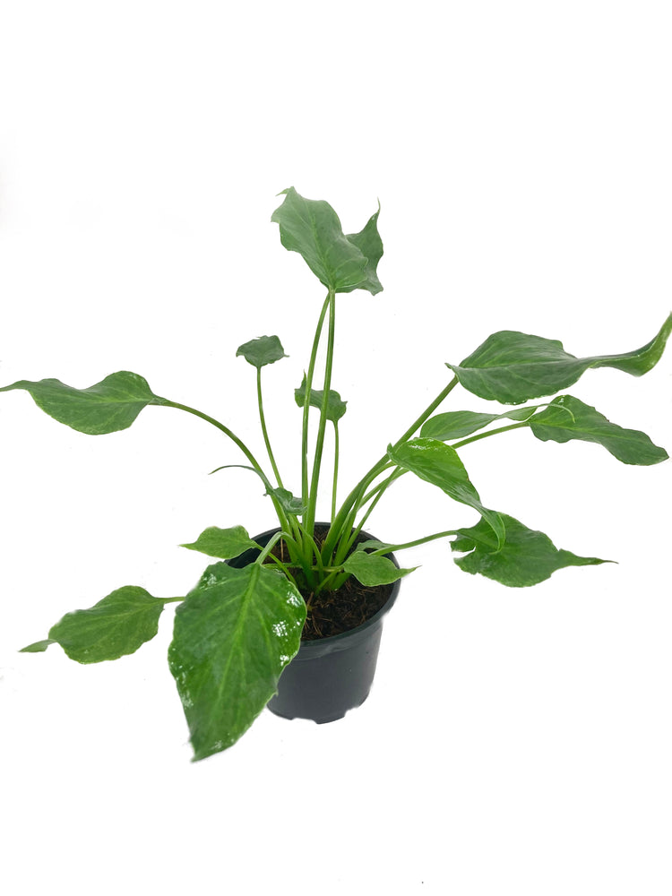 dividing philodendron xanadu Xanadu Cut Leaf Philodendron - Live Plant in a 4 Inch Pot