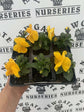 Yellow Pansy Flower - Live Plant in a 4 Inch Growers Pot - Finished Plants Ready for The Patio and Garden