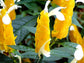 Yellow Shrimp Plant - Live Plant in a 10 Inch Growers Pot - Pachystachys Lutea - Rare and Exotic Ornamental Flowering Shrubs from Florida