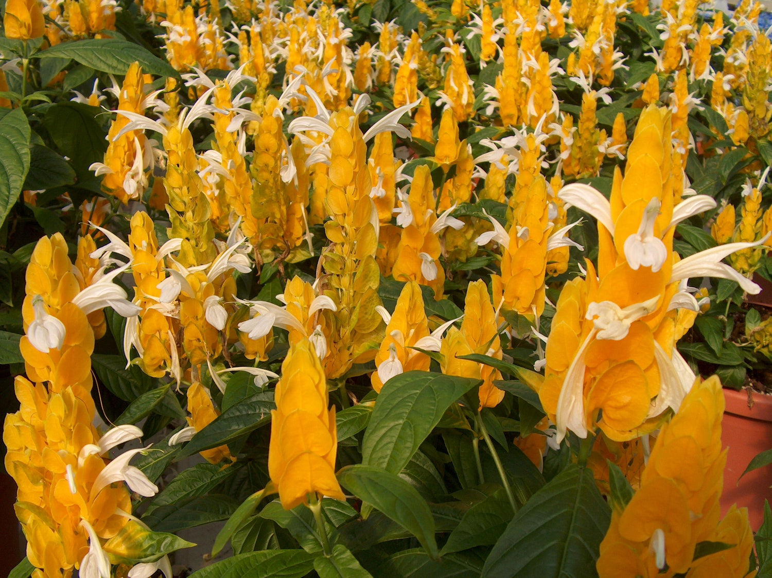 yellow shrimp plant seeds Yellow Shrimp Plant - Live Plant in a 10 Inch Growers Pot