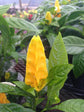 Yellow Shrimp Plant - Live Plant in a 10 Inch Growers Pot - Pachystachys Lutea - Rare and Exotic Ornamental Flowering Shrubs from Florida