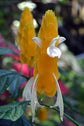 Yellow Shrimp Plant - Live Plant in a 10 Inch Growers Pot - Pachystachys Lutea - Rare and Exotic Ornamental Flowering Shrubs from Florida