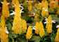 Yellow Shrimp Plant - Live Plant in a 10 Inch Growers Pot - Pachystachys Lutea - Rare and Exotic Ornamental Flowering Shrubs from Florida