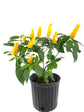 Yellow Shrimp Plant - Live Plant in a 10 Inch Growers Pot - Pachystachys Lutea - Rare and Exotic Ornamental Flowering Shrubs from Florida