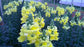 Yellow Snapdragon Flowers - Live Plant in a 4 Inch Growers Pot - Antirrhinum Majus - Finished Plants Ready for The Patio and Garden