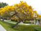Yellow Tabebuia Trumpet Tree - Live Plant in a 3 Gallon Pot - Handroanthus Chrysanthus - Beautiful Flowering Tree