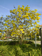 Yellow Tabebuia Trumpet Tree - Live Plant in a 3 Gallon Pot - Handroanthus Chrysanthus - Beautiful Flowering Tree