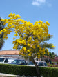 Yellow Tabebuia Trumpet Tree - Live Plant in a 3 Gallon Pot - Handroanthus Chrysanthus - Beautiful Flowering Tree