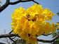 Yellow Tabebuia Trumpet Tree - Live Plant in a 3 Gallon Pot - Handroanthus Chrysanthus - Beautiful Flowering Tree