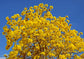Yellow Tabebuia Trumpet Tree - Live Plant in a 3 Gallon Pot - Handroanthus Chrysanthus - Beautiful Flowering Tree