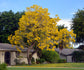 Yellow Tabebuia Trumpet Tree - Live Plant in a 3 Gallon Pot - Handroanthus Chrysanthus - Beautiful Flowering Tree