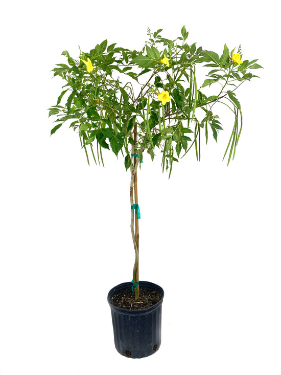 Yellow Tecoma Tree - Live Plant in a 3 Gallon Pot - Tecomaria Capensis - Beautiful Flowering Tree for The Patio and Garden