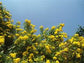 Yellow Tecoma Tree - Live Plant in a 3 Gallon Pot - Tecomaria Capensis - Beautiful Flowering Tree for The Patio and Garden