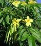 Yellow Tecoma Tree - Live Plant in a 3 Gallon Pot - Tecomaria Capensis - Beautiful Flowering Tree for The Patio and Garden