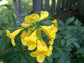 Yellow Tecoma Tree - Live Plant in a 3 Gallon Pot - Tecomaria Capensis - Beautiful Flowering Tree for The Patio and Garden