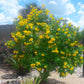 Yellow Tecoma Tree - Live Plant in a 3 Gallon Pot - Tecomaria Capensis - Beautiful Flowering Tree for The Patio and Garden