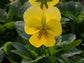 Yellow Viola Flowers - Live Plant in a 4 Inch Growers Pot - Finished Plants Ready for The Patio and Garden