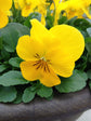 Yellow Viola Flowers - Live Plant in a 4 Inch Growers Pot - Finished Plants Ready for The Patio and Garden