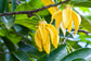Ylang Ylang Tree - Live Plant in a 6 Inch Pot - Cananga Odorata - Striking Evergreen Flowering Tree