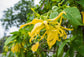 Ylang Ylang Tree - Live Plant in a 6 Inch Pot - Cananga Odorata - Striking Evergreen Flowering Tree