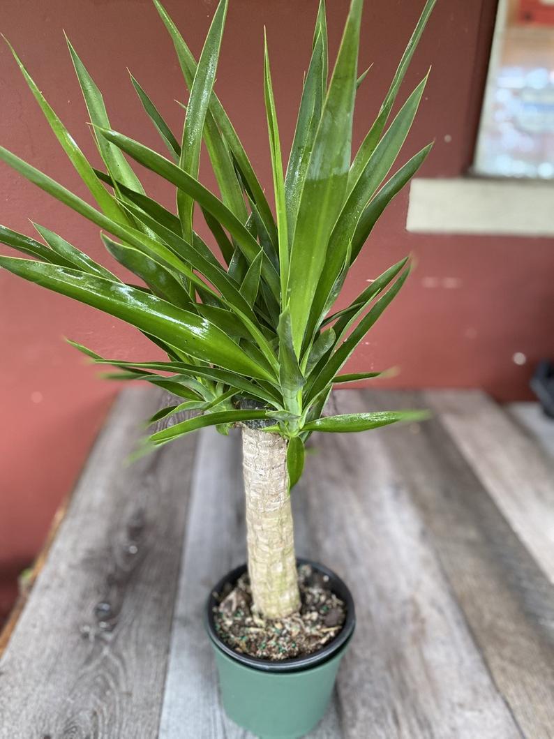 yucca cane pot Yucca Cane Plant - Live Plant in a 4 Inch Pot - Yucca Guatemalensis
