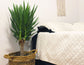 Yucca Cane Plant - Live Plant in a 6 Inch Pot - Yucca Guatemalensis - Beautiful Easy Care Air Purifying Indoor Houseplant