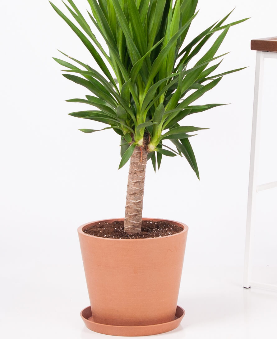 yucca cane indoor house plant Yucca Cane Plant - Live Plant in a 4 Inch Pot - Yucca Guatemalensis