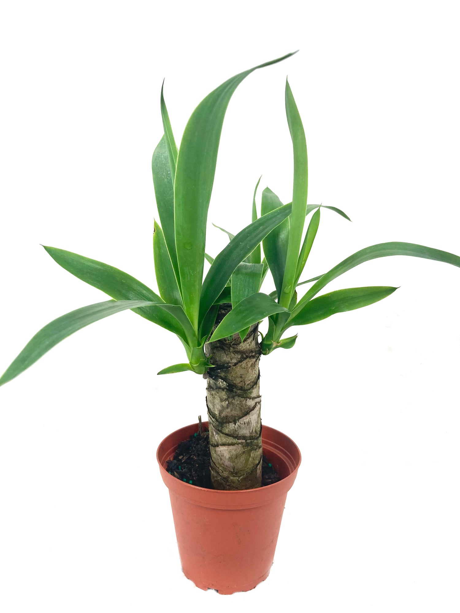 yucca cane indoor plant Yucca Cane Plant - Live Plant in a 4 Inch Pot - Yucca Guatemalensis